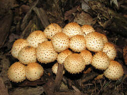 Image of shaggy scalycap