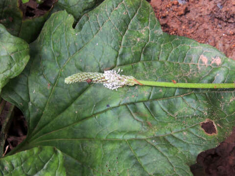 Image of Plantago palmata Hook. fil.