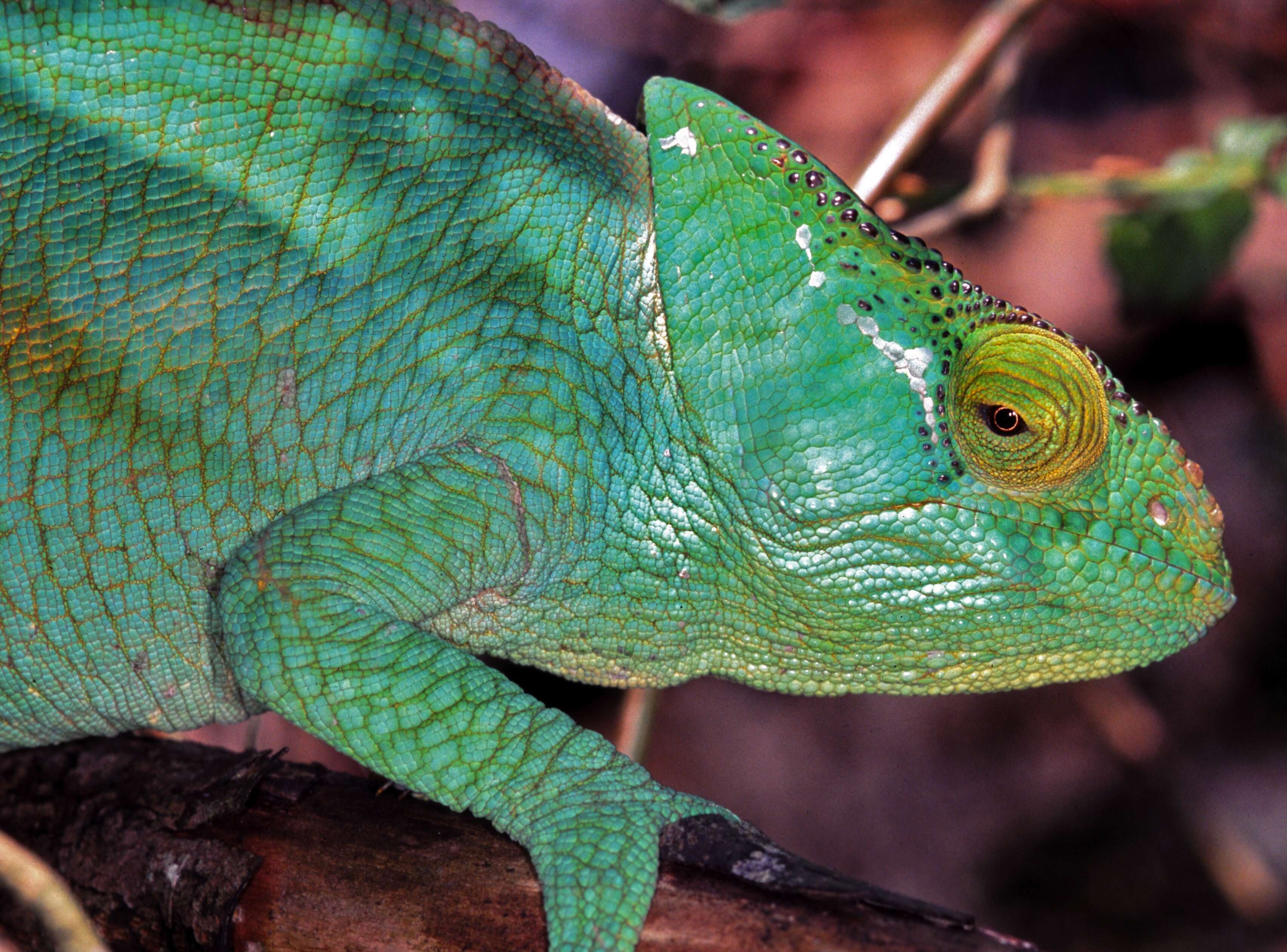 Image of Madagascar & Seychelles Islands Chameleons