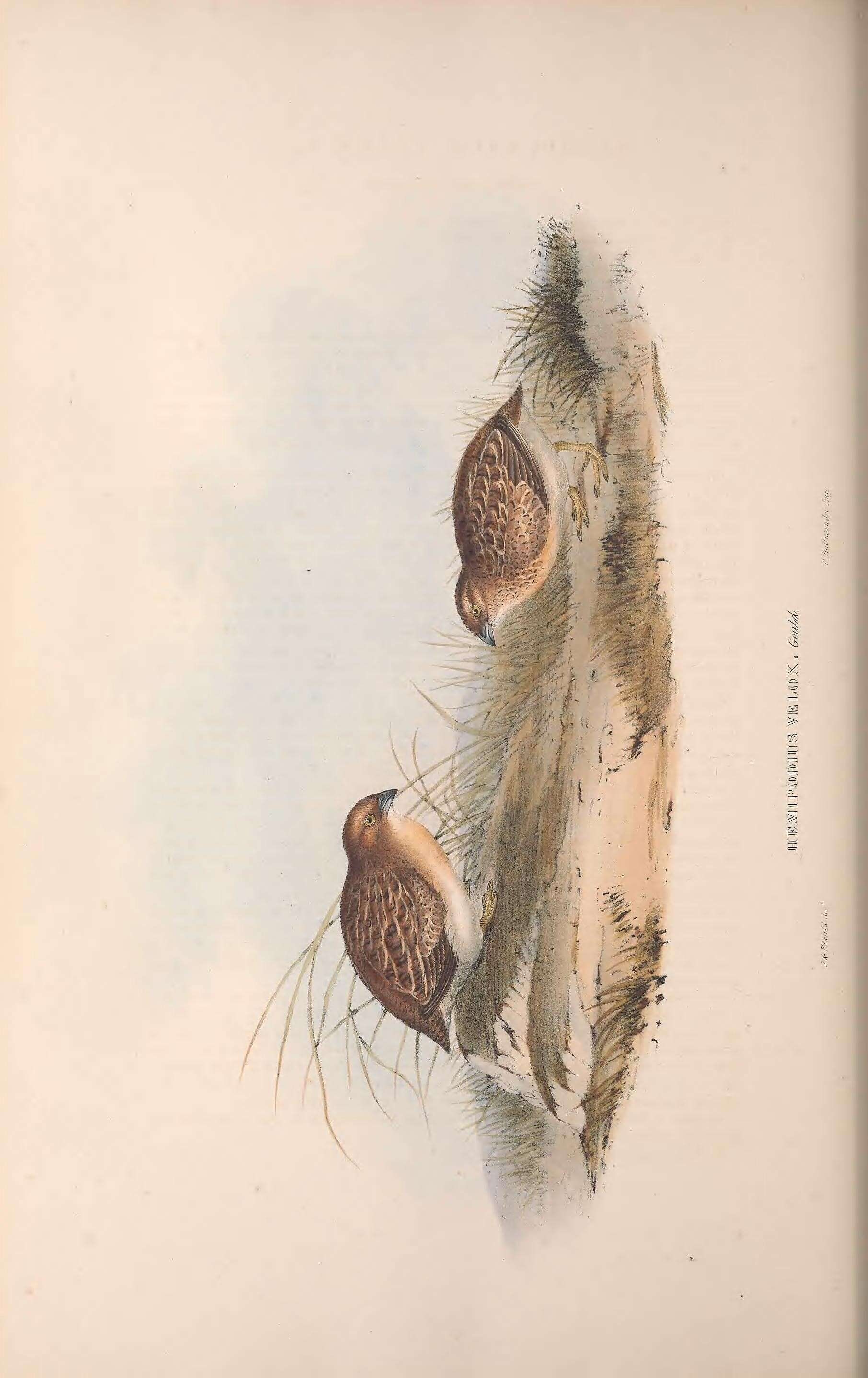 Image of <i>Hemipodius velox</i> (Gould 1841)