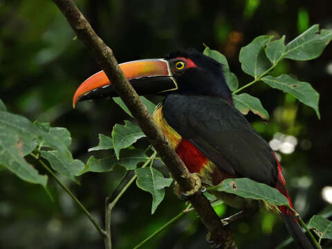 Image of Fiery-billed Aracari