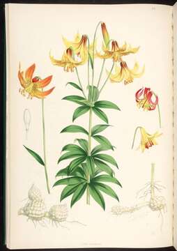 Lilium canadense L. resmi