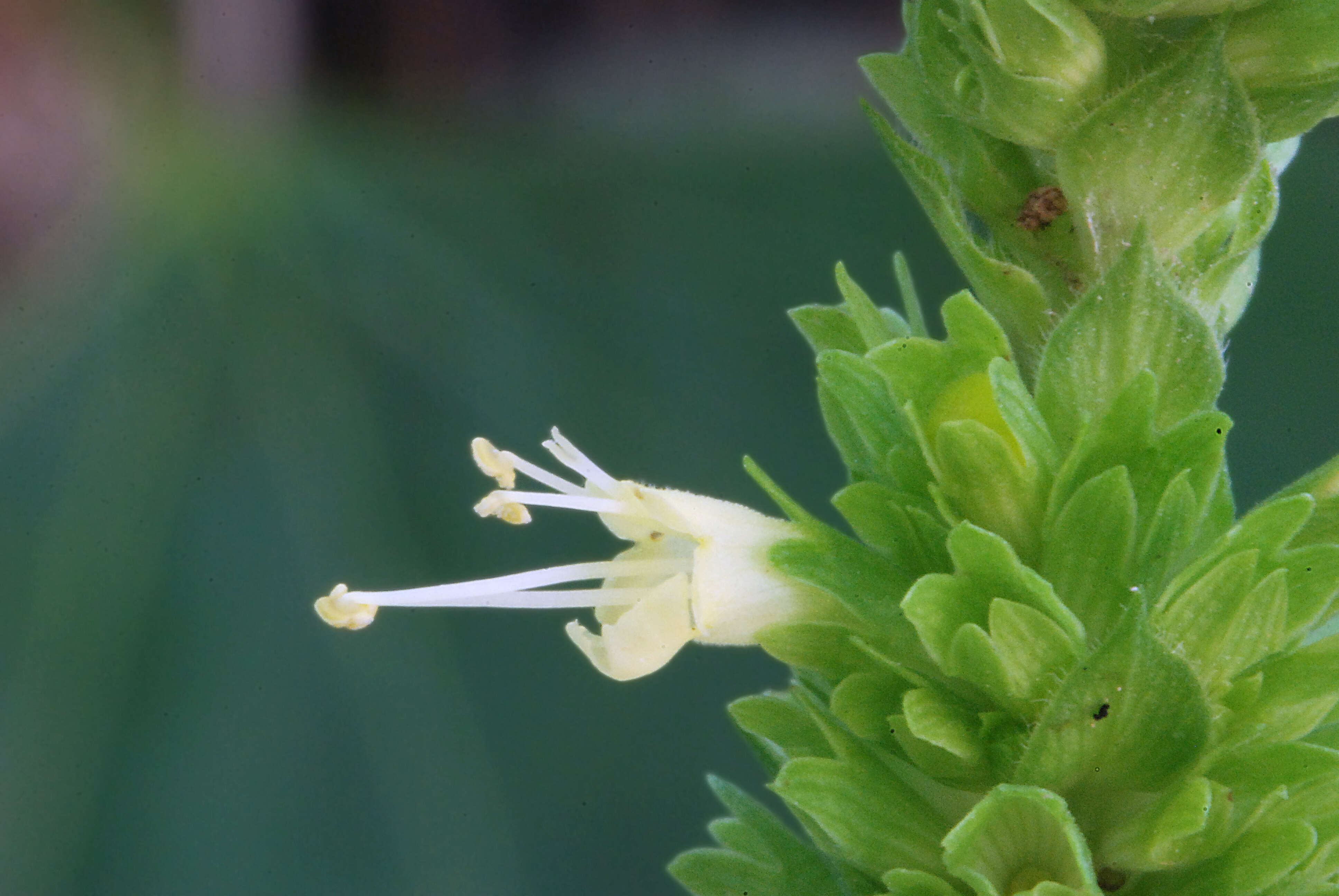 Image of giant hyssop