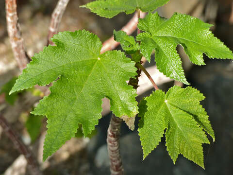 Image of Obetia ficifolia (Poir.) Gaud.