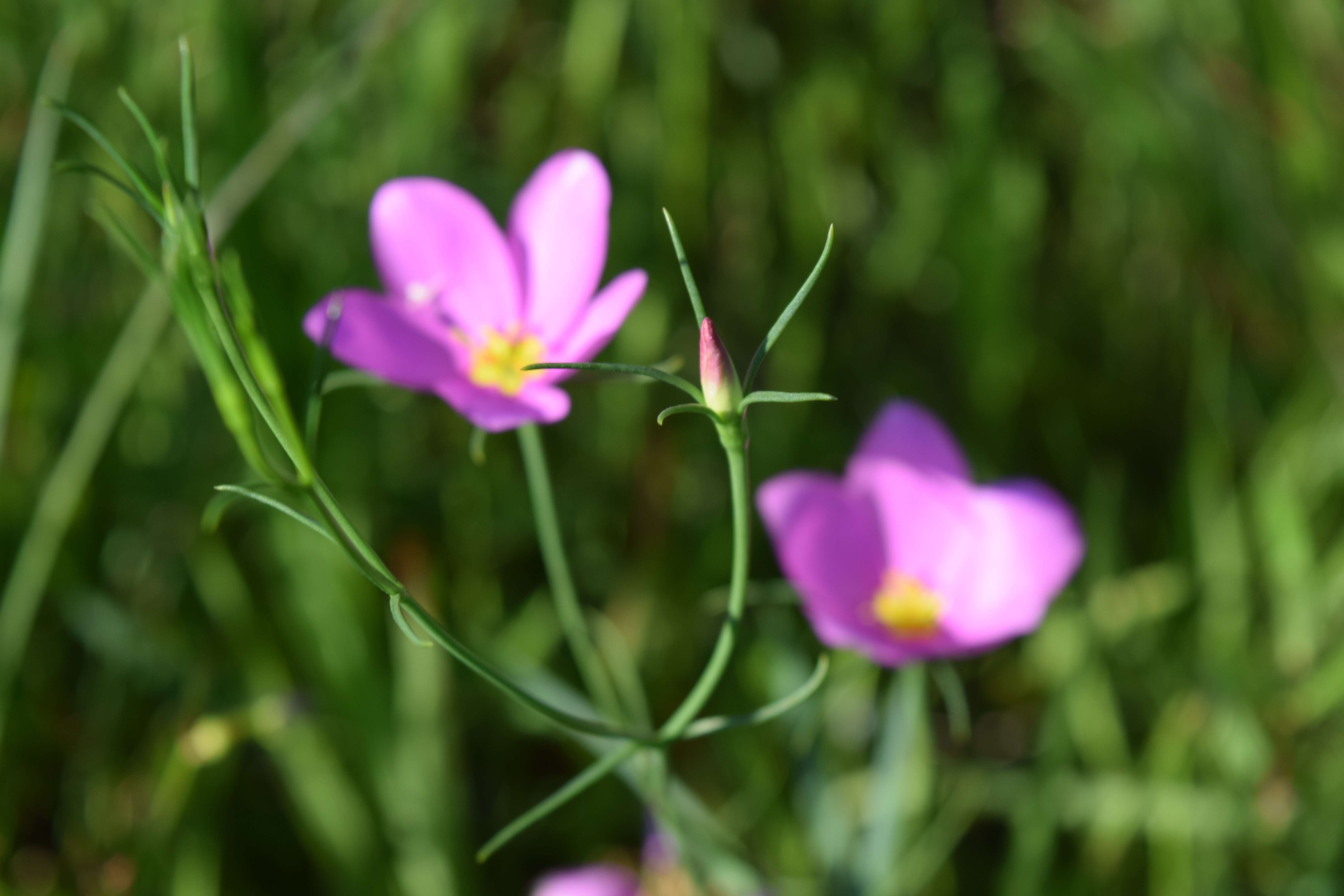 Image of largeflower rose gentian