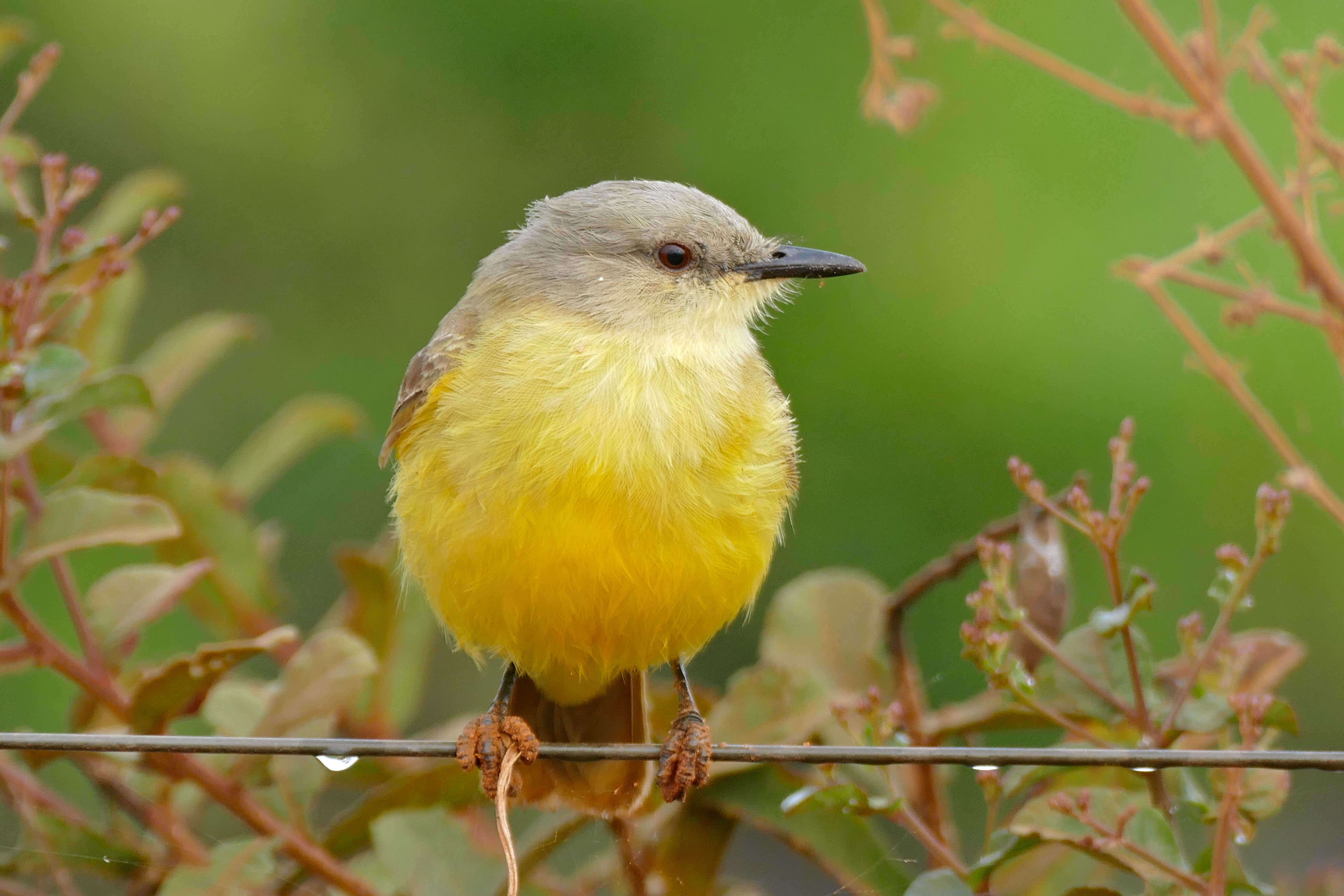 Image of Machetornis Gray & GR 1841