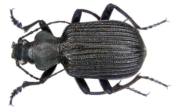 Слика од Calosoma (Ctenosta) planicolle Chaudoir 1869