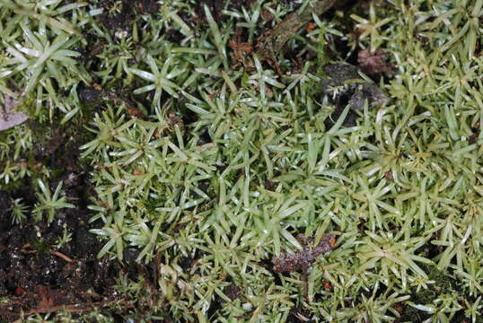 Image of octoblepharum moss