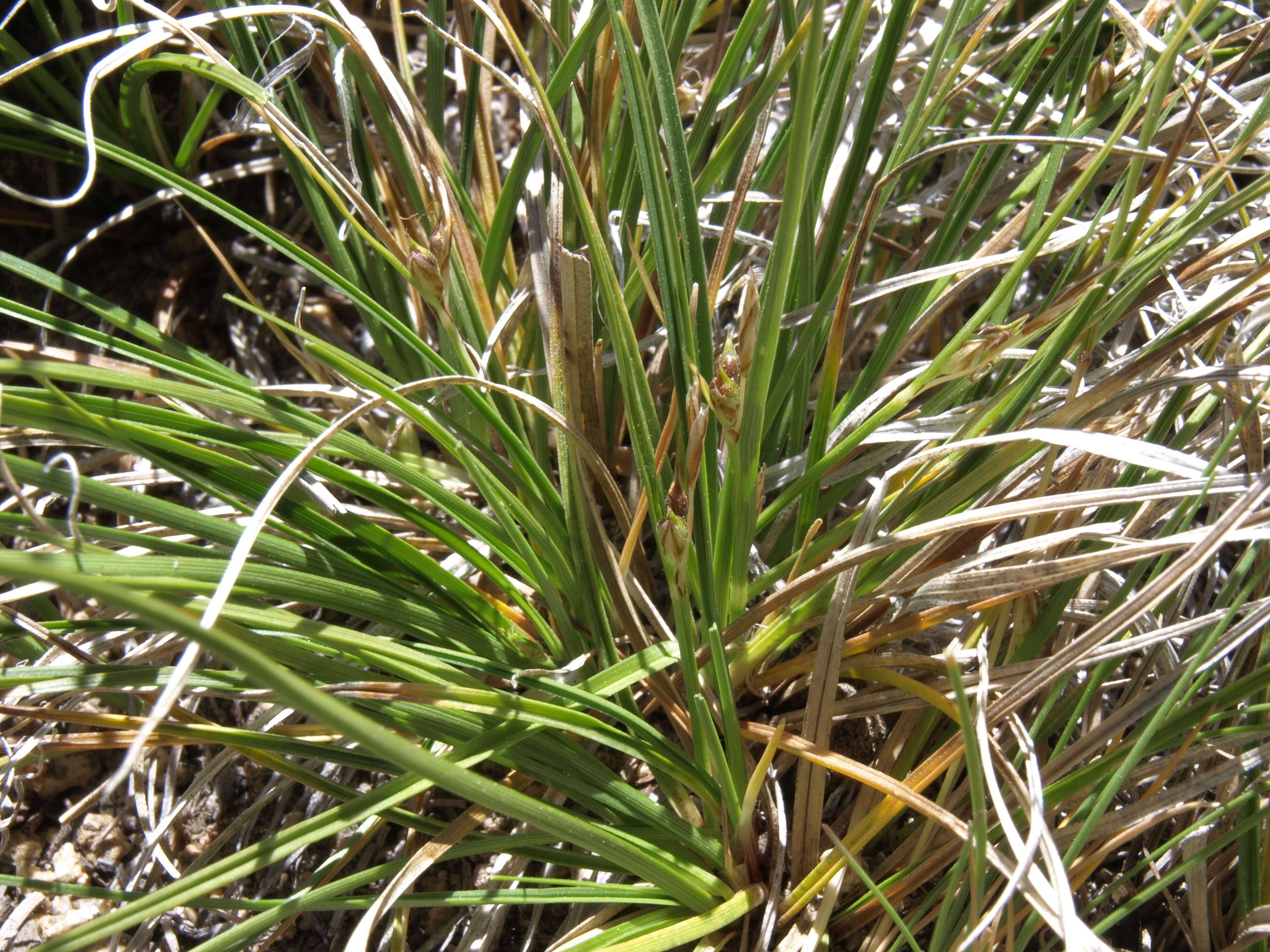 Image of Ross' Sedge