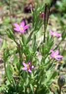 Image of branched centaury