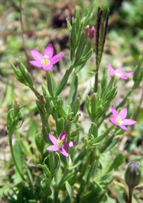 Image of Centaury