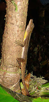 Plancia ëd Anolis lionotus Cope 1861