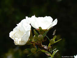 Image of common gum cistus