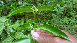 Image of West Indian milkberry