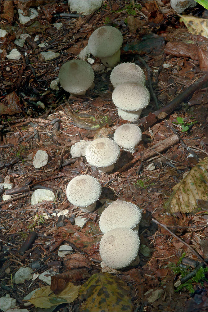 Imagem de Lycoperdon perlatum Pers. 1796