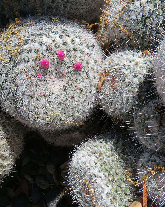 Image of Mammillaria geminispina Haw.