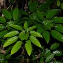 Image of Trevesia burckii Boerl.