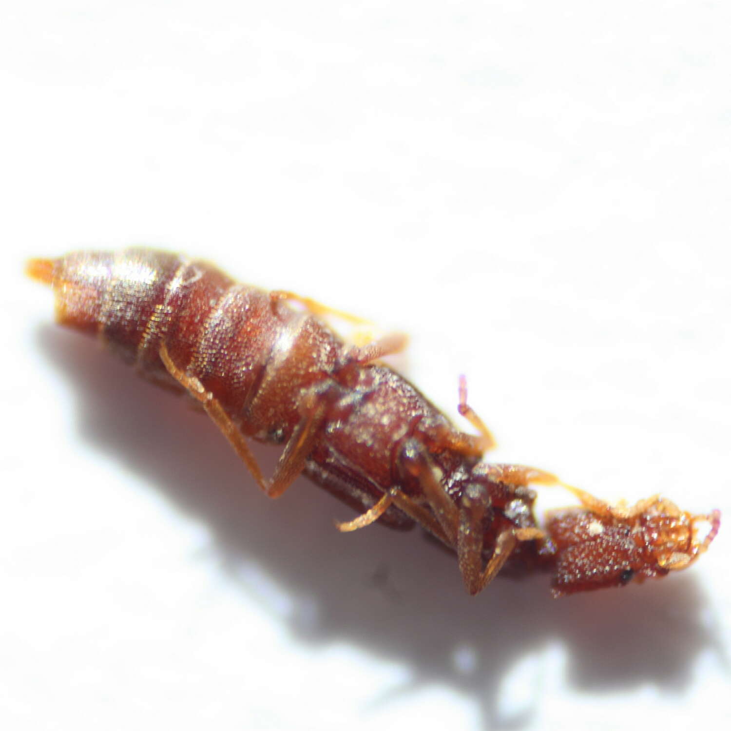 Image of Rove beetle