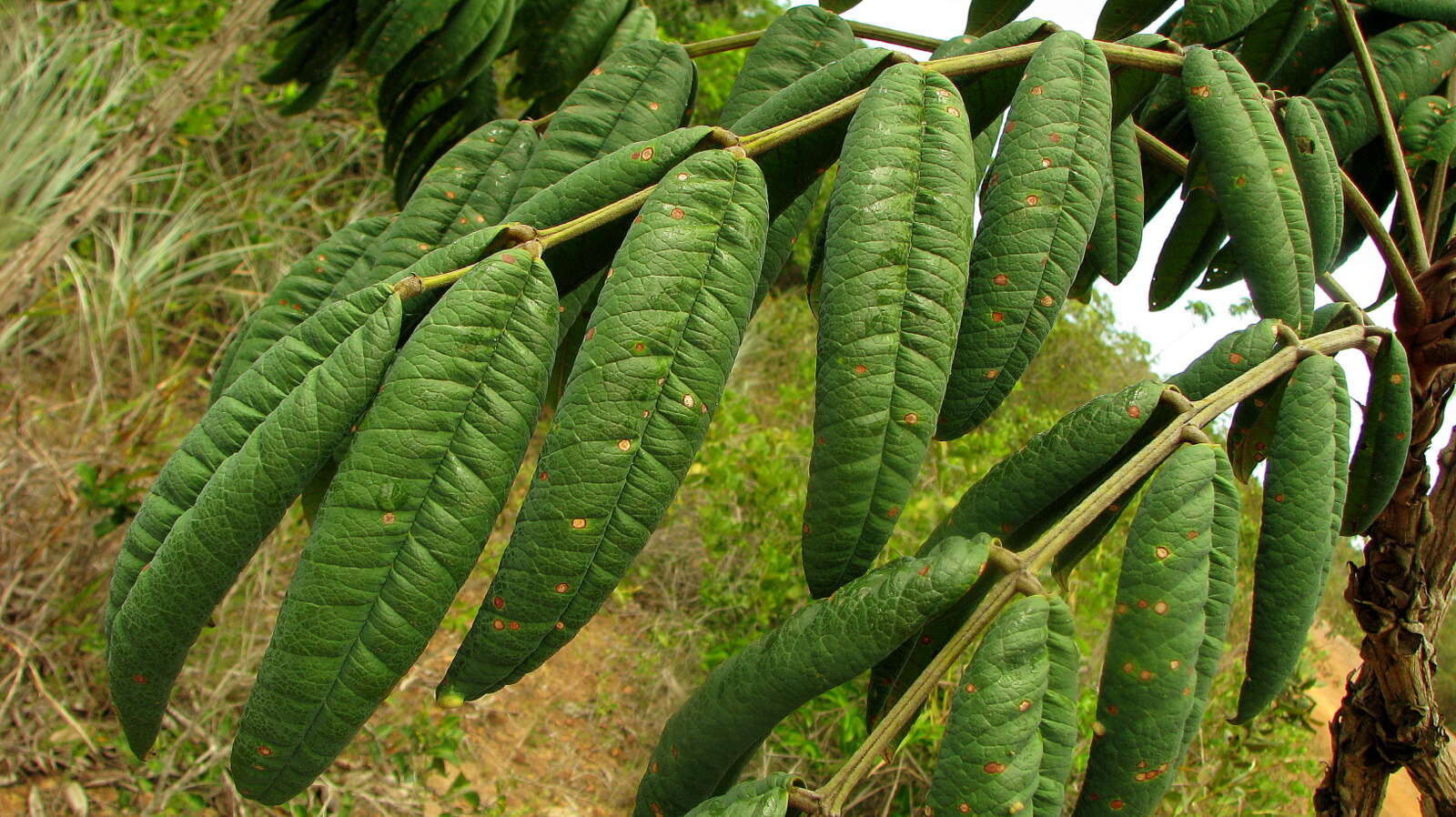 Andira legalis (Vell.) Toledo的圖片