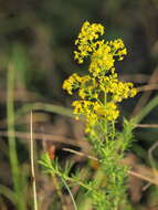 Image of Lady's Bedstraw