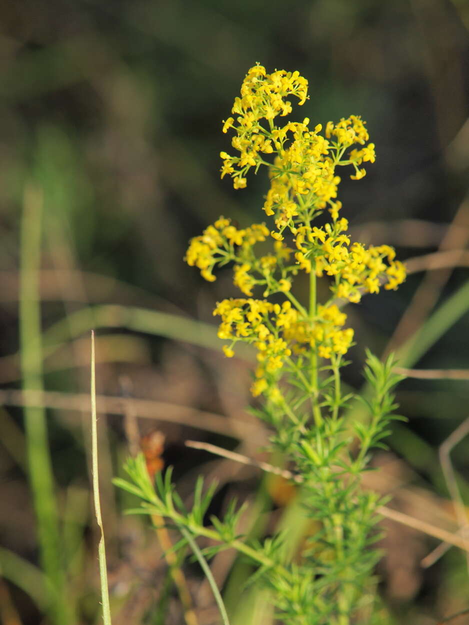 Image of bedstraw