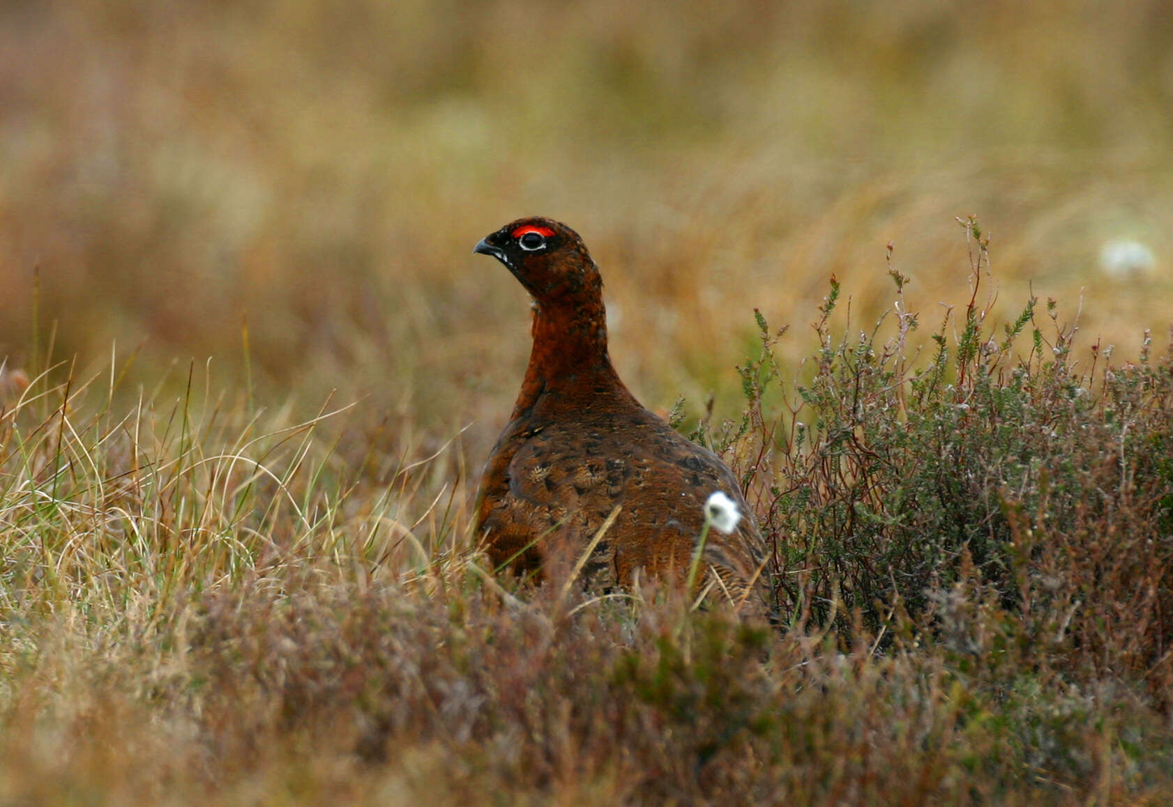 Image of Willow Grouse and Red Grouse