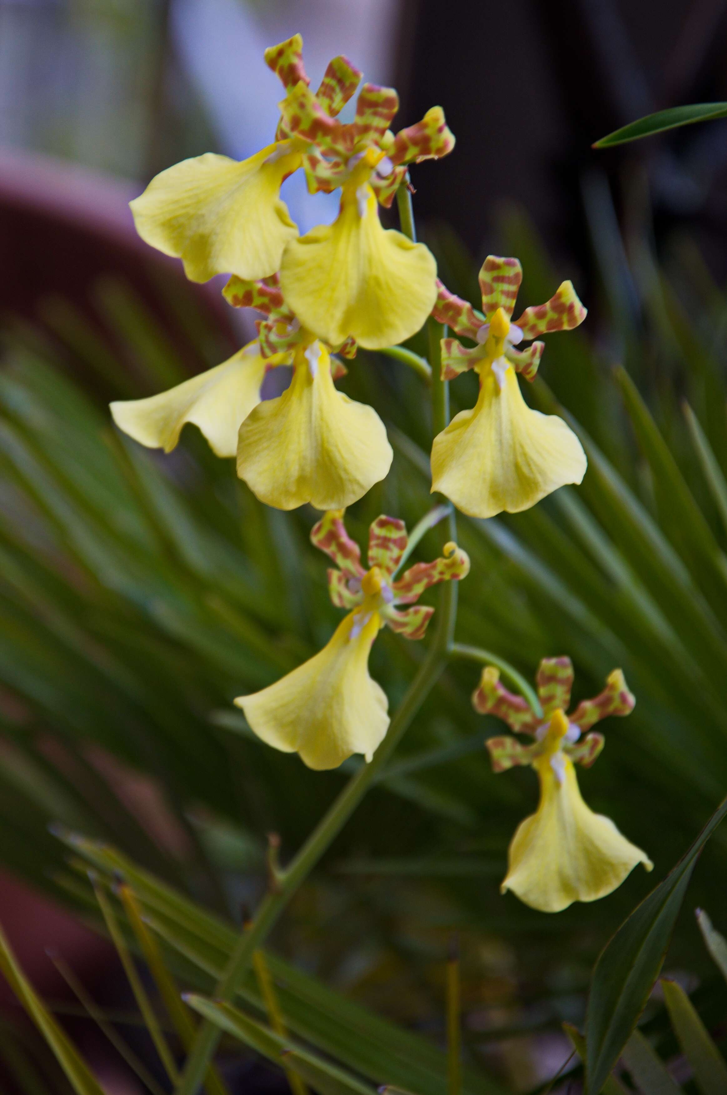 Trichocentrum splendidum (A. Rich. ex Duch.) M. W. Chase & N. H. Williams的圖片