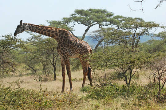 Plancia ëd Giraffa camelopardalis (Linnaeus 1758)