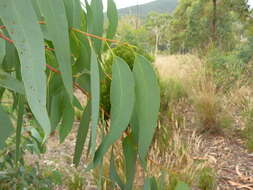 Image of scribbly gum