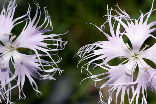 Image of Dianthus superbus subsp. superbus