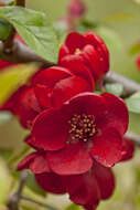 Image of flowering quince