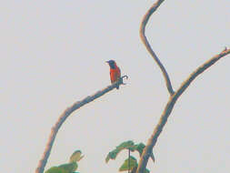 Image de Oriole à dos orange