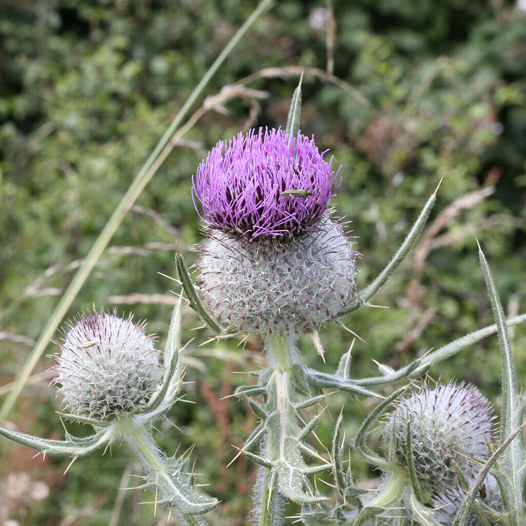 Image of woolly thistle