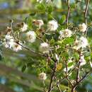 Image of Havardia mexicana (Rose) Britton & Rose