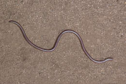Image of Threadsnakes