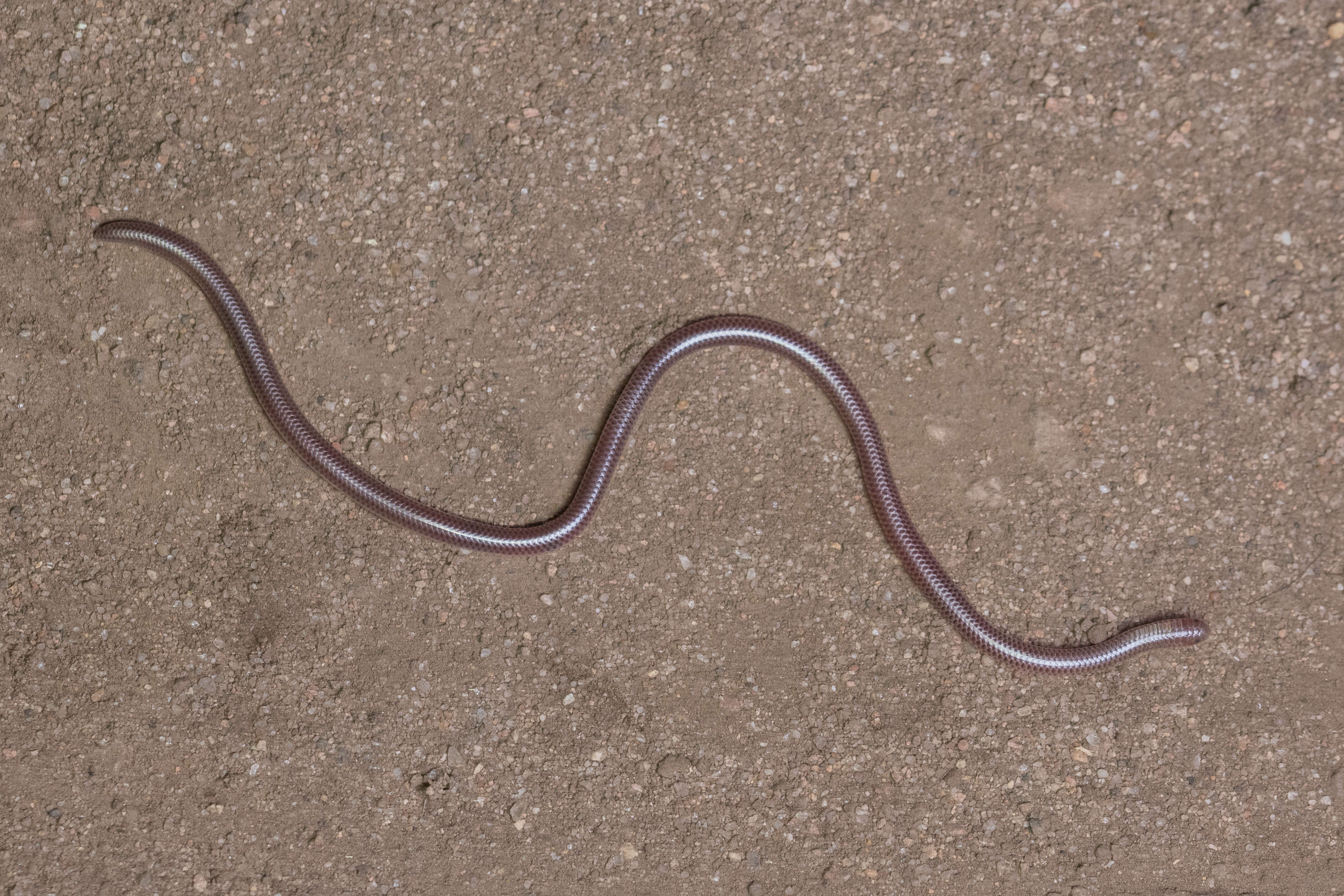 Image of Western Blind Snake