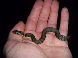 Image of Southern Water Snake