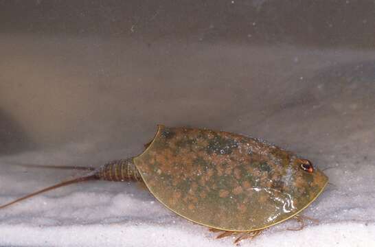 Image of Shield shrimp