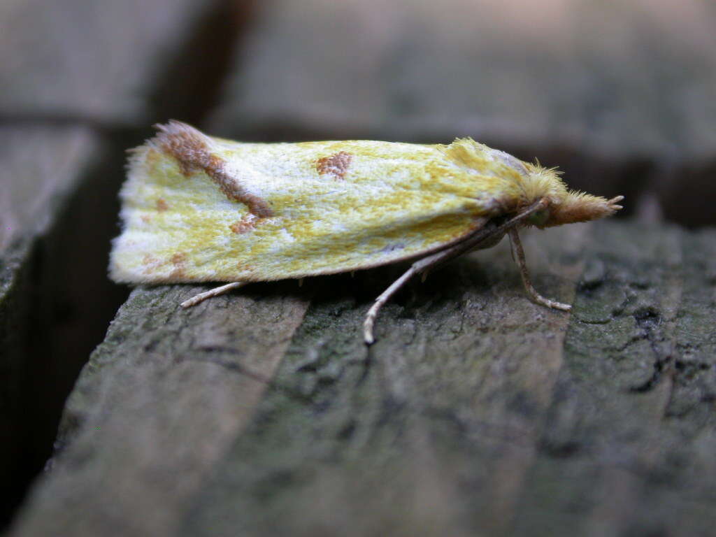 Image of Agapeta hamana Linnaeus 1758