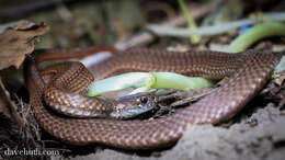 Image of Red-bellied Snake