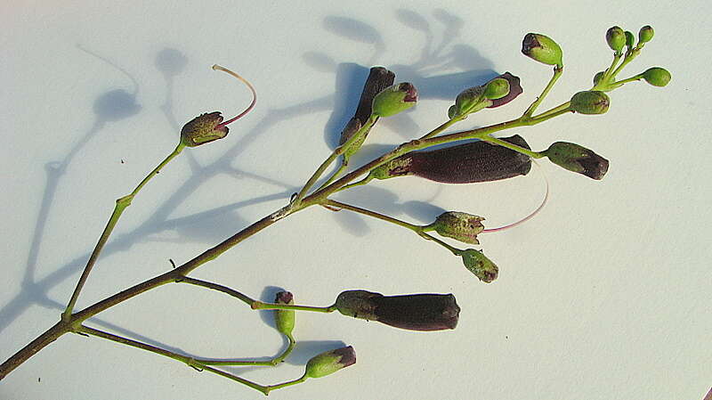 Image of Jacaranda jasminoides (Thunb.) Sandwith