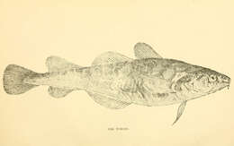 Image of Atlantic Tomcod