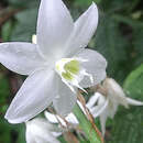 Image of Eucharis formosa Meerow