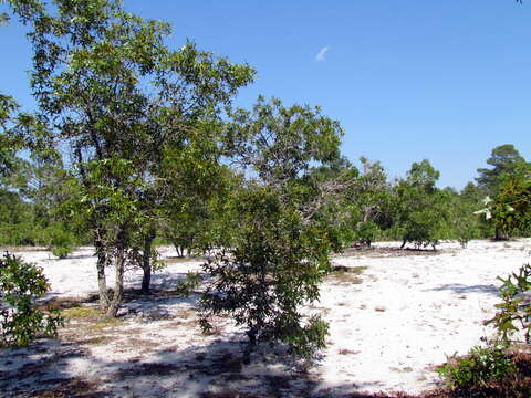 Image of Turkey Oak