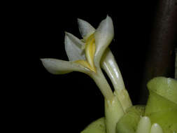 Image of Goeppertia vinosa (H. Kenn.) Borchs. & S. Suárez