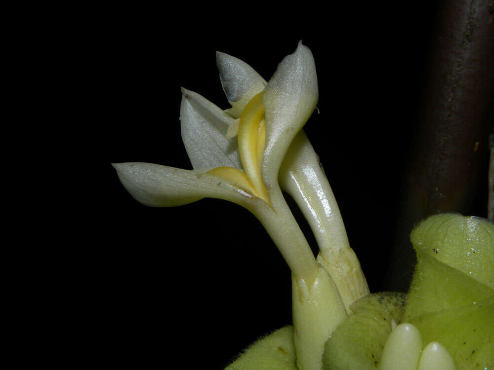 Image of Goeppertia vinosa (H. Kenn.) Borchs. & S. Suárez