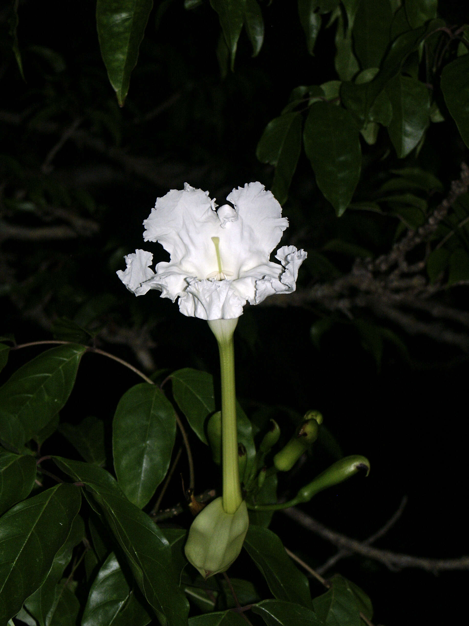 Image de Dolichandrone spathacea (L. fil.) K. Schum.