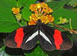 Image of Heliconius melpomene Linnaeus 1758