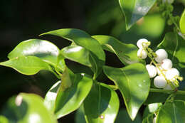 Image of West Indian milkberry