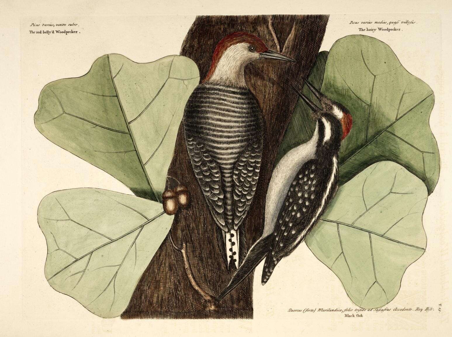 Image of Melanerpes Swainson 1832